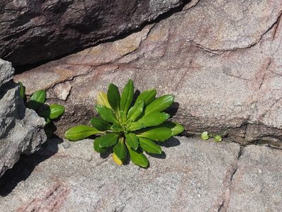 Lysimachia mauritiana, photographed by 葉子