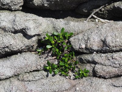 Leptopetalum strigulosum, photographed by 葉子