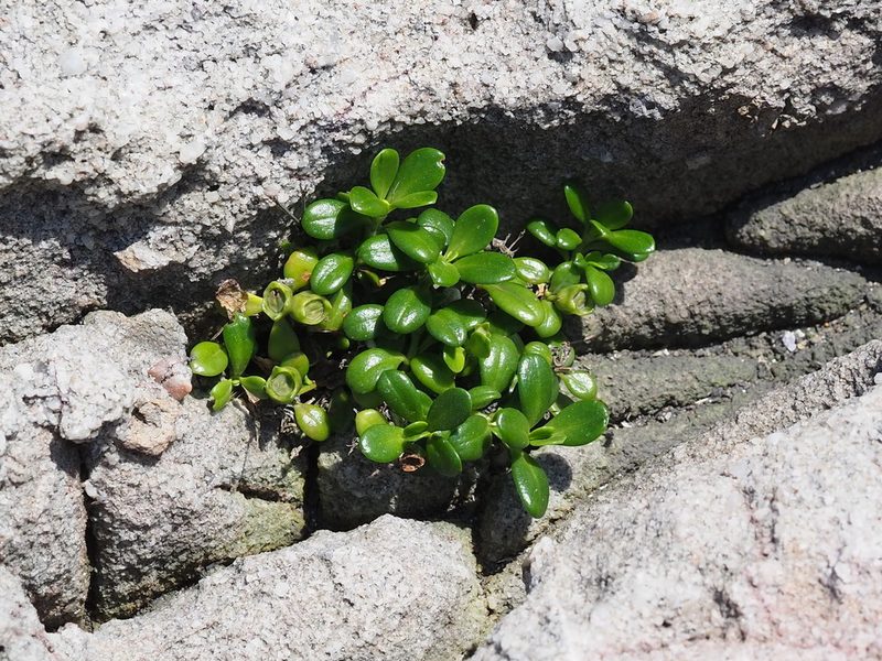 Leptopetalum strigulosum, photographed by 葉子