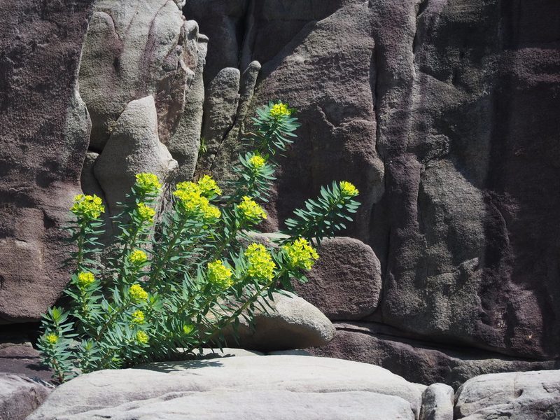 Euphorbia jolkinii, photographed by 葉子