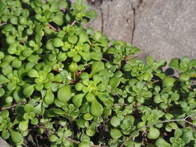 Sedum formosanum, photographed by 葉子