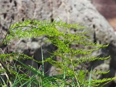 Asparagus cochinchinensis, photographed by 葉子