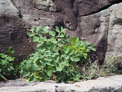 Peucedanum japonicum, photographed by 葉子