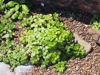 Sedum formosanum, photographed by 葉子