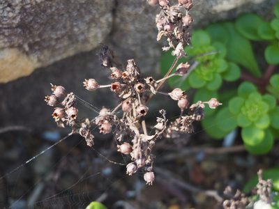 Lysimachia mauritiana, photographed by 葉子