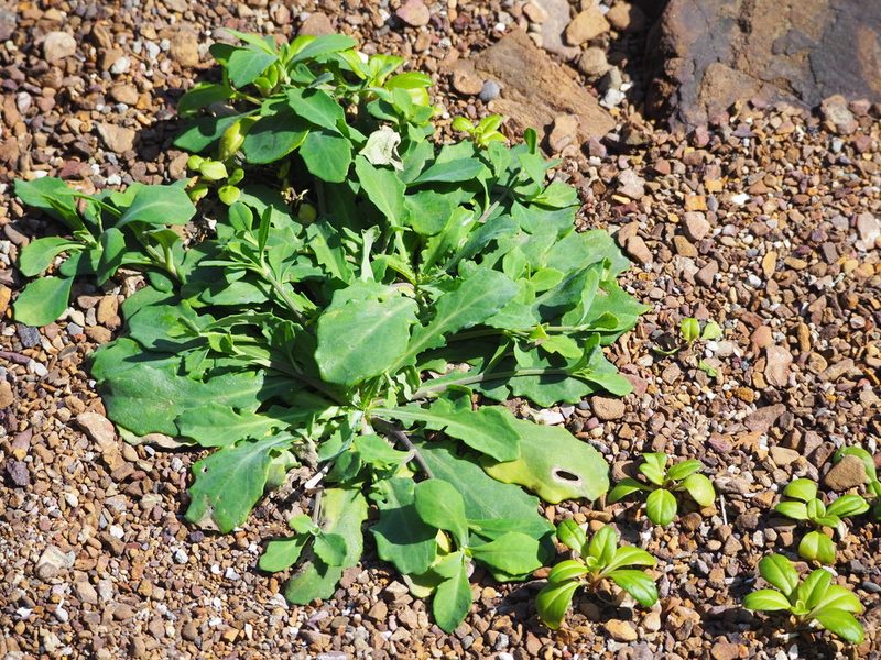 Crepidiastrum lanceolatum, photographed by 葉子