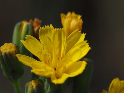 Crepidiastrum lanceolatum, photographed by 葉子