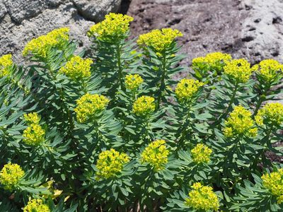 Euphorbia jolkinii, photographed by 葉子