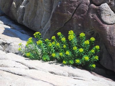 Euphorbia jolkinii, photographed by 葉子