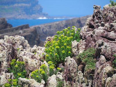 Euphorbia jolkinii, photographed by 葉子