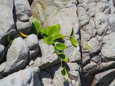 Vincetoxicum hirsutum, photographed by 葉子
