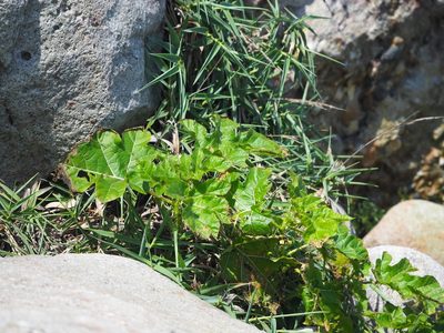 Solanum capsicoides, photographed by 葉子