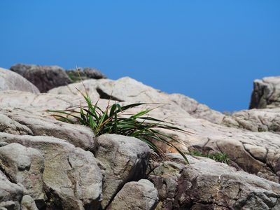 Dianella ensifolia, photographed by 葉子