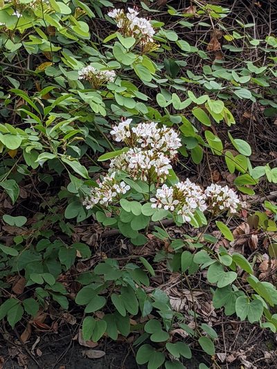 Cheniella glauca, photographed by portioid