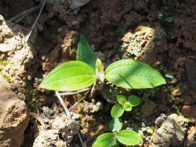 Melastoma malabathricum, photographed by 葉子
