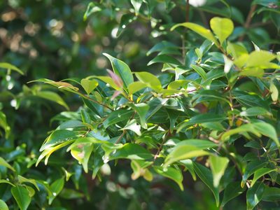 Decaspermum gracilentum, photographed by 葉子