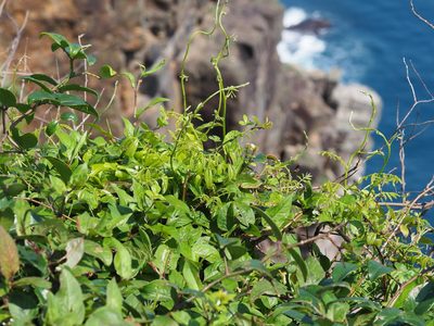 Wisteriopsis reticulata, photographed by 葉子