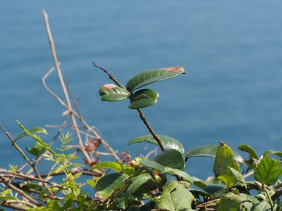 Zanthoxylum nitidum, photographed by 葉子