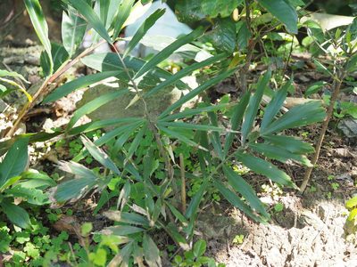 Arenga engleri, photographed by 葉子