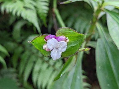 Tradescantia zanonia, photographed by Attila Oláh