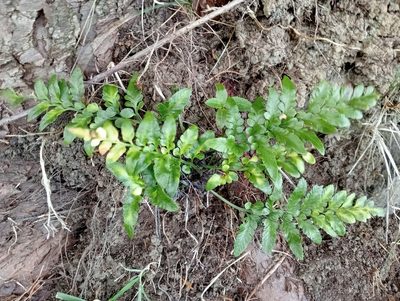 Asplenium lyallii, photographed by John Barkla