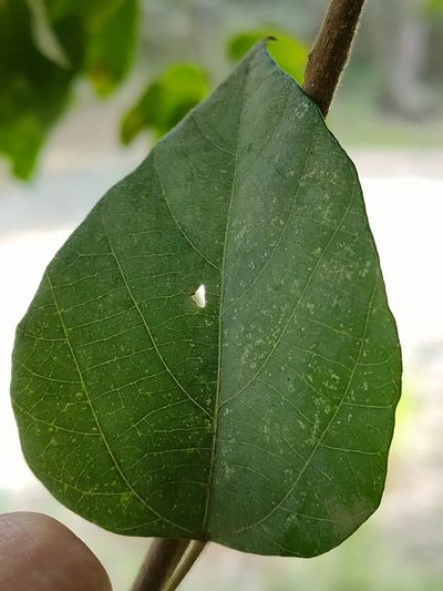 Mallotus discolor, photographed by Tony van Kampen