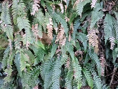 Austroblechnum lanceolatum, photographed by John Barkla