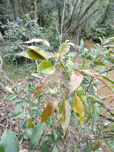 Cryptocarya triplinervis, photographed by Tony van Kampen