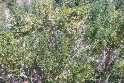 Melicytus dentatus, photographed by Ben Fisher