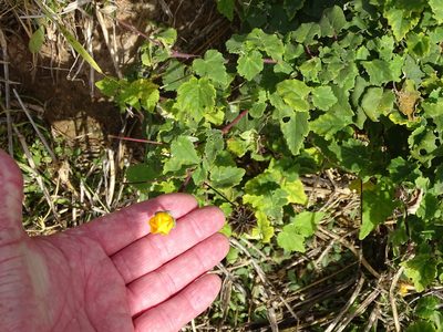 Abutilon sonneratianum, photographed by Shaun Swanepoel