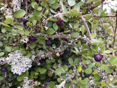 Myrsine divaricata, photographed by Sarah Richardson