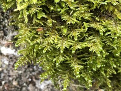 Alleniella complanata, photographed by Jason Grant
