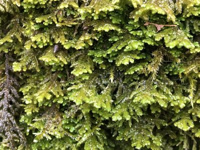 Porella platyphylla, photographed by Jason Grant