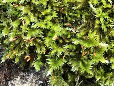 Homalothecium sericeum, photographed by Jason Grant