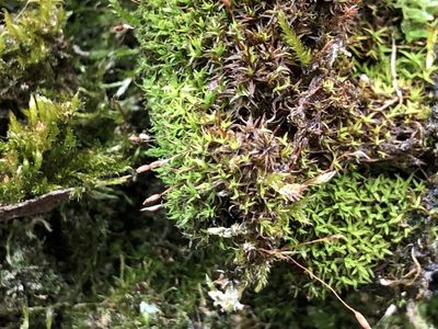 Bryoerythrophyllum recurvirostrum, photographed by Jason Grant
