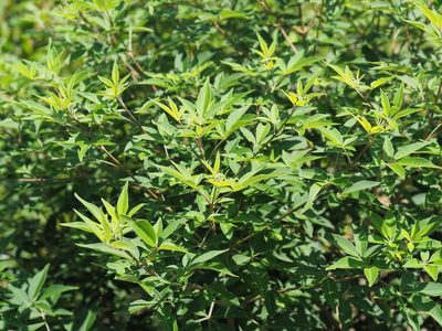Vitex negundo, photographed by 葉子