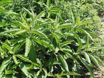 Blumea balsamifera