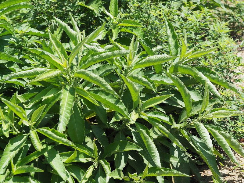 Blumea balsamifera, photographed by 葉子