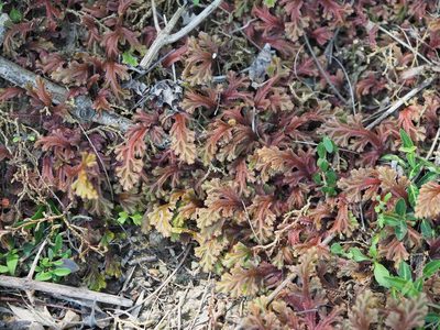 Selaginella repanda, photographed by 葉子