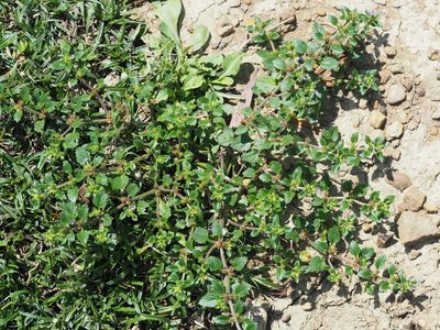 Stemodia verticillata, photographed by 葉子