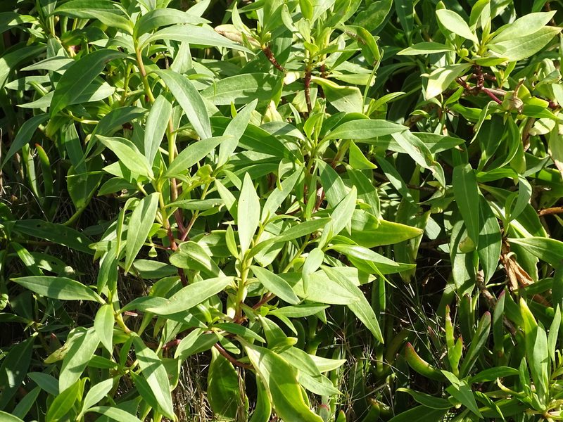Myoporum montanum, photographed by Shaun Swanepoel