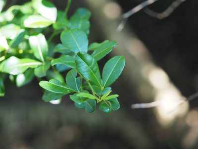 Zanthoxylum asiaticum, photographed by 葉子