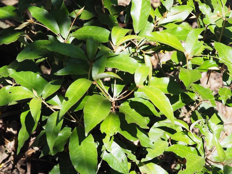 Croton cascarilloides, photographed by 葉子