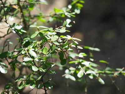 Gymnosporia diversifolia, photographed by 葉子