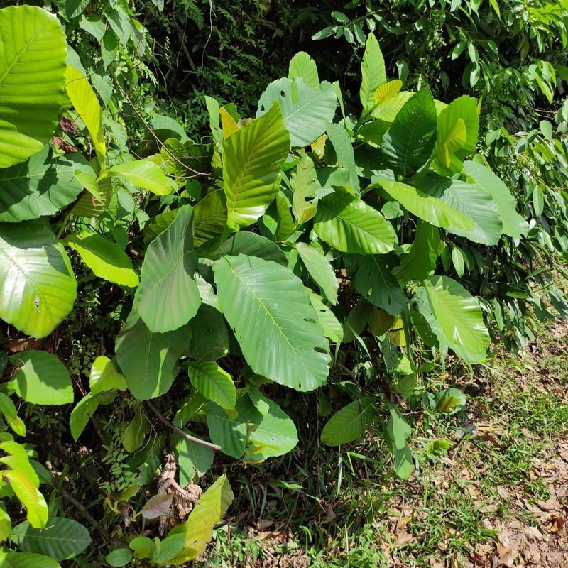 Dillenia suffruticosa, photographed by Jenny Saito