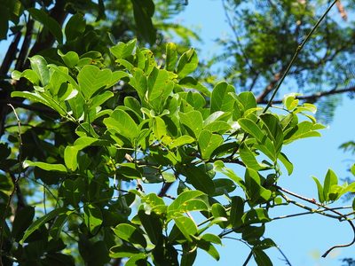 Wisteriopsis reticulata, photographed by 葉子