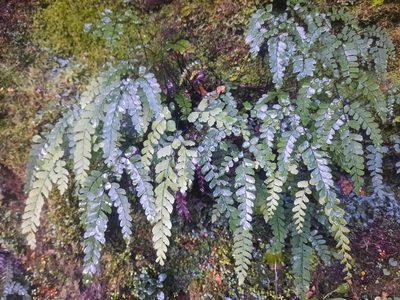 Adiantum cunninghamii, photographed by Alice Shanks
