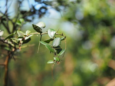 Atalantia buxifolia, photographed by 葉子