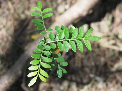 Clausena excavata, photographed by 葉子