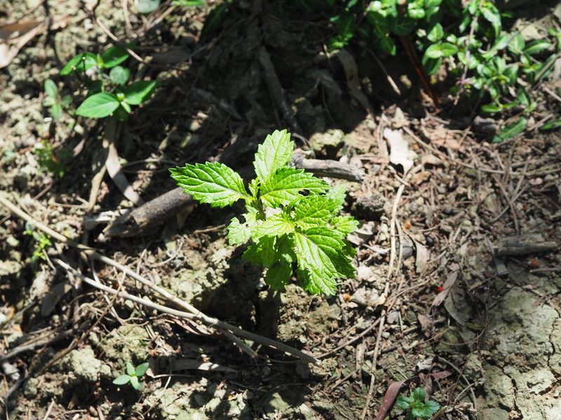 Stachytarpheta urticifolia, photographed by 葉子